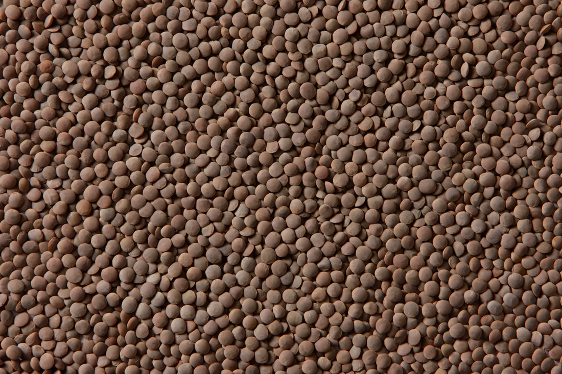 Whole Lentils (ድፍን ምስር) AGT Foods 25kg