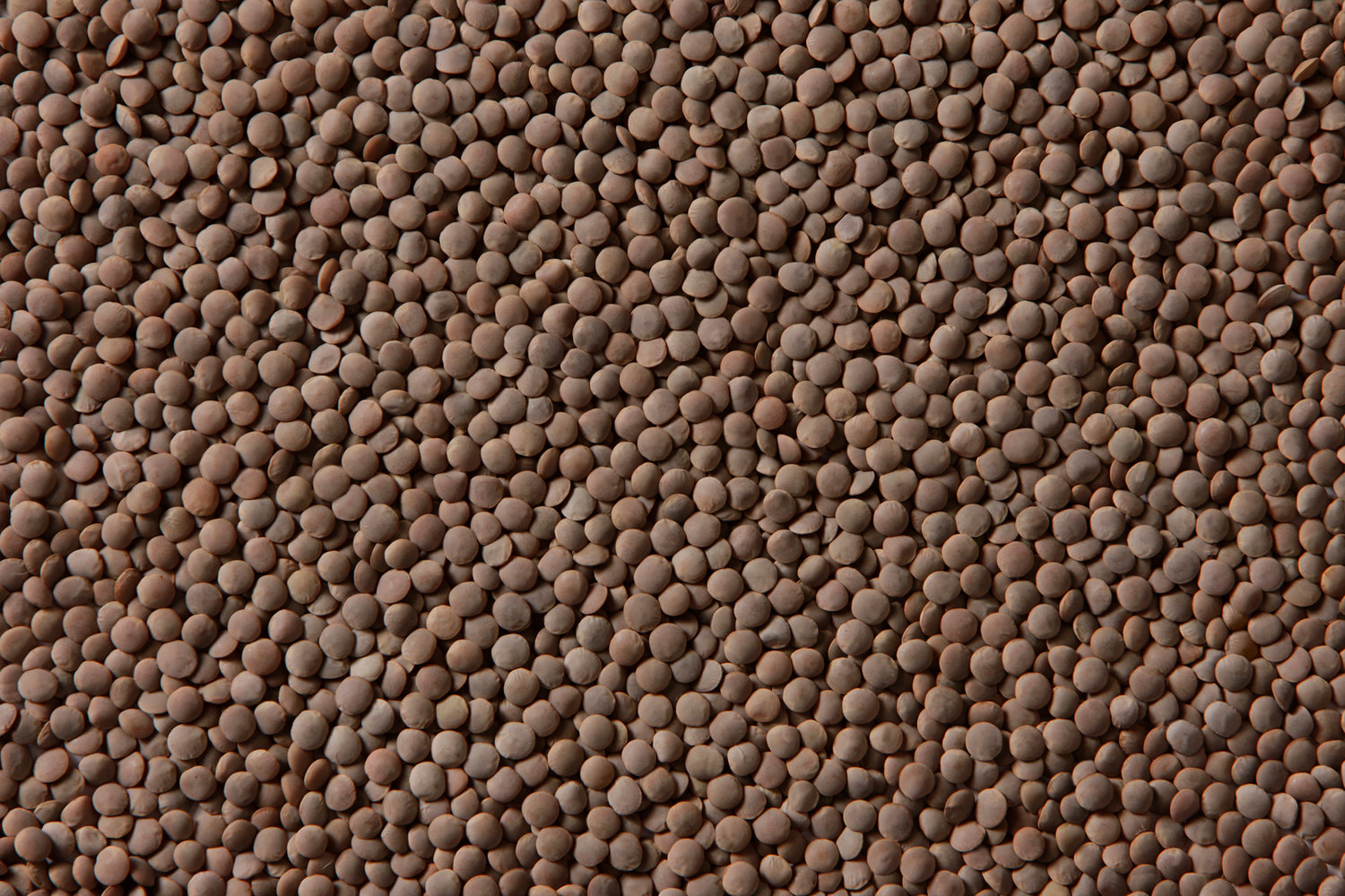 Whole Lentils (ድፍን ምስር) AGT Foods 25kg