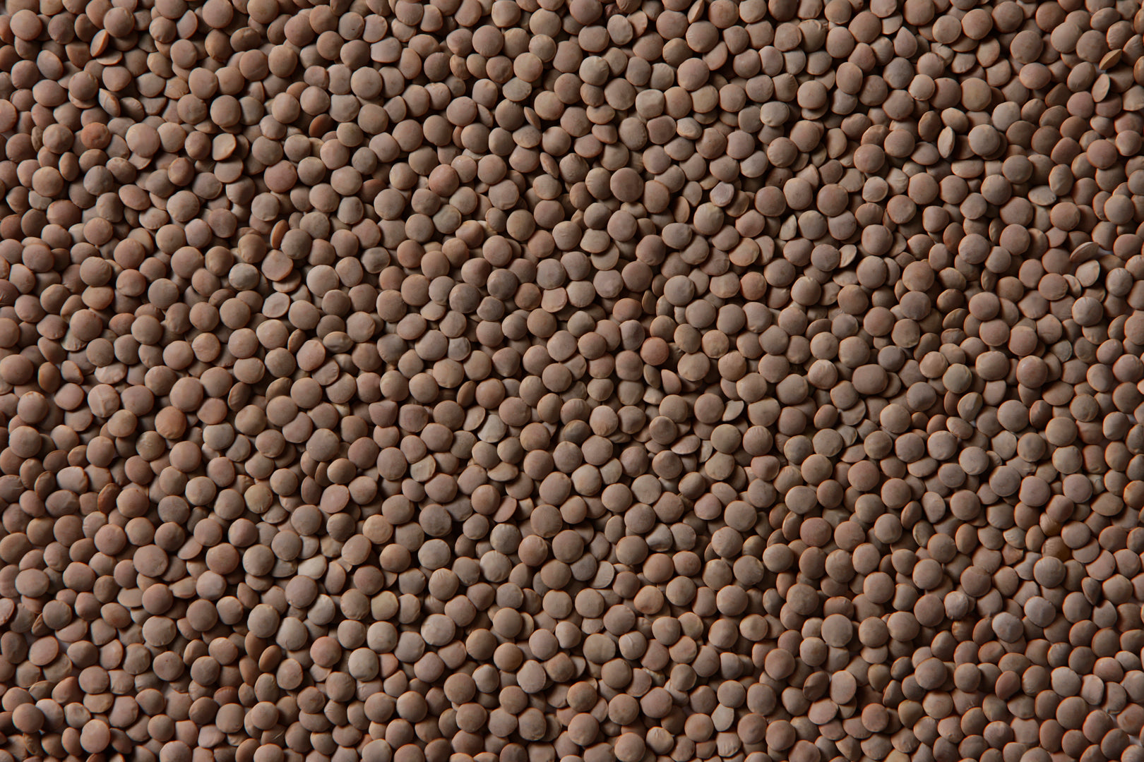 Whole Lentils (ድፍን ምስር) AGT Foods 25kg