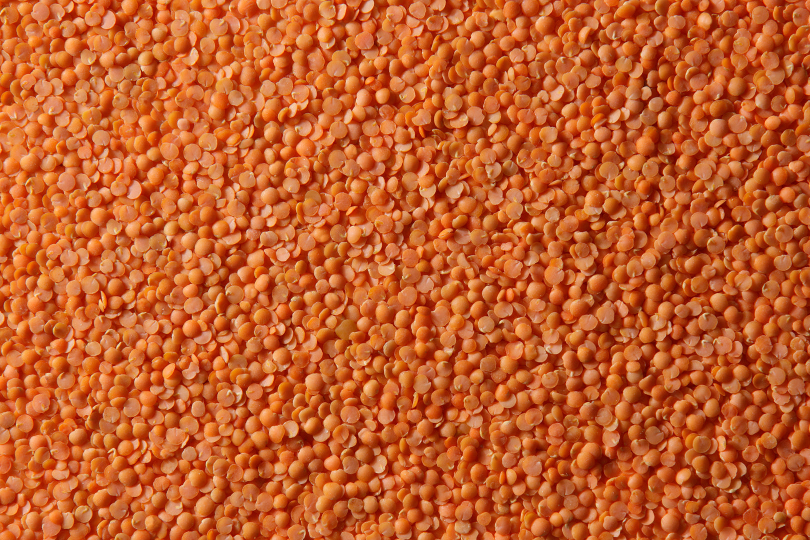 Red Split Lentils (ምስር ቀይ) AGT Foods 25kg