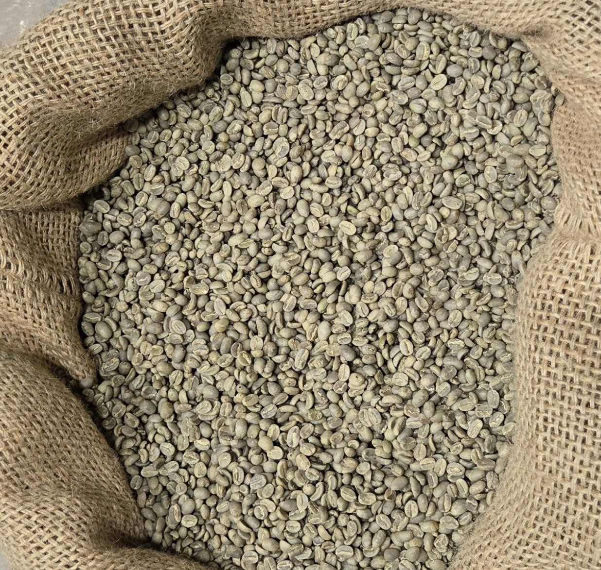 Ethiopian Sidamo Coffee Beans - ሲዳሞ ቡና-  (Washed) (132 LB)
